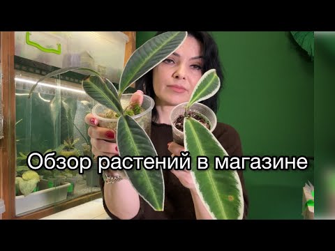 Видео: Большой обзор растений в магазине🌱уценка, наличие, остатки😉Часть 2