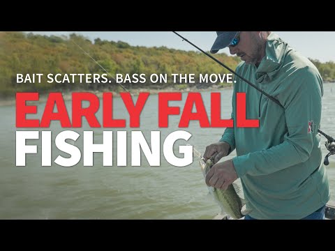 Видео: Рыбалка ранней осенью (Наживка разлетается. Окунь в движении. Как удержаться на месте.)