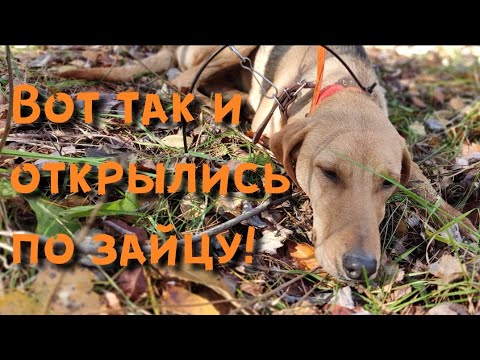 Видео: Что случилось с собакой!? Охота с гончими на зайца пошла не по плану!
