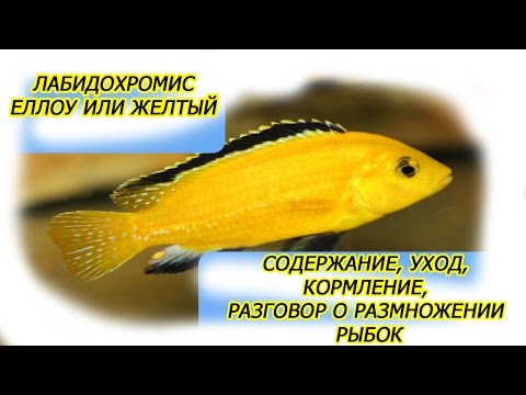Видео: Лабидохромис еллоу или желтый  Содержание, уход, кормление, разговор о размножении рыбок