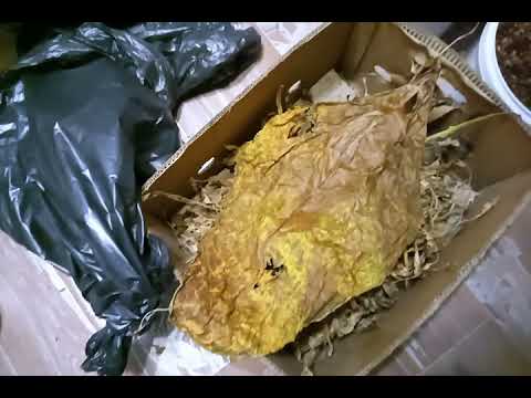 Видео: Лист Гавана 142 глубоко вершкованый куст