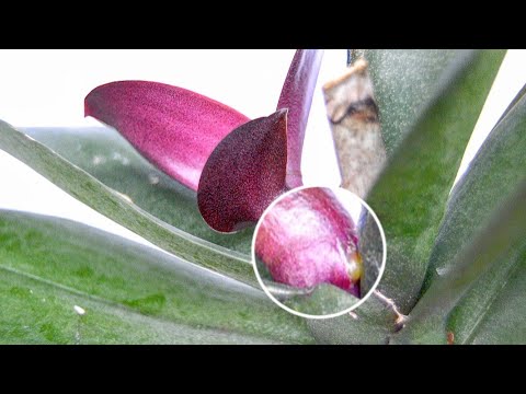 Видео: СУПЕР ПОДКОРМКА орхидеи! корни В ПАЛЕЦ, листья ГЛЯНЕЦ! удобрение орхидеи ИЗ АПТЕКИ ЗА КОПЕЙКИ!