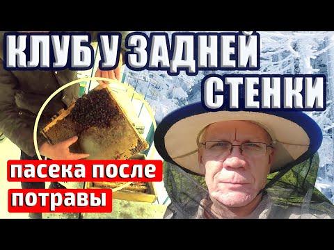 Видео: Клуб у задней стенки. Что делать? Зимовка пчел. Осмотр пчел зимой.