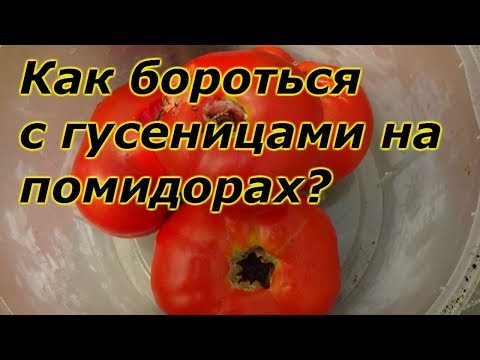 Видео: ГУСЕНИЦЫ В ПЛОДАХ ПОМИДОРОВ-КАК МЫ ОТ НИХ ИЗБАВИЛИСЬ