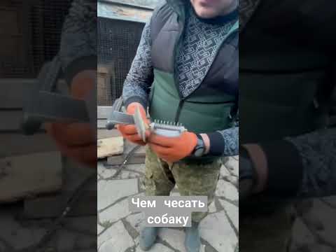 Видео: ЧЕМ Я ВЫЧЕСЫВАЮ СОБАК. #дрессировкасобаки#уходзасобакой#кинолог