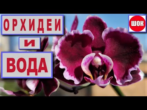 Видео: ШОК! НЕ СЛУЧАЙНЫЙ ЭКСПЕРИМЕНТ! ПРИКЛЮЧЕНИЯ ПНЯ ОРХИДЕИ! СТРАХИ ВОДЫ НЕ ОБОСНОВАНЫ! РЕЗУЛЬТАТ-ДЕТКА👍