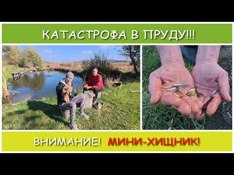 Видео: Обитатели нашего пруда. Караси на грани вымирания!