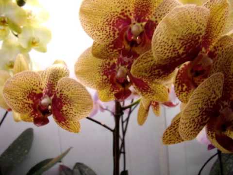 Видео: Орхидеи Фалинопсис - уход. Орхидеи -  Мильтония, Дендробиум, Камбрия, Ванда, Цимбидиум.