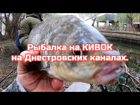 Видео: Ловим карася на КИВОК ,в Днестровских каналах.11.04.25г