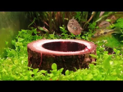 Видео: Уход за карликовыми рыбками-собаками.