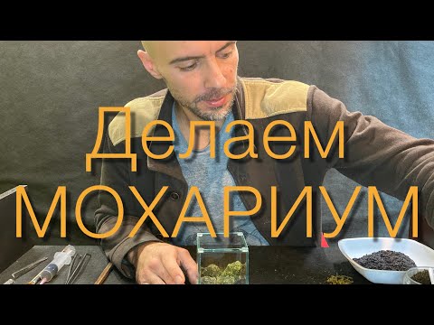 Видео: Делаем маленький мохариум!