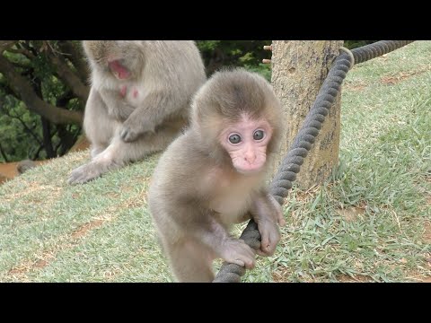 Видео: Детеныш обезьяны, который иногда приближается ко мне