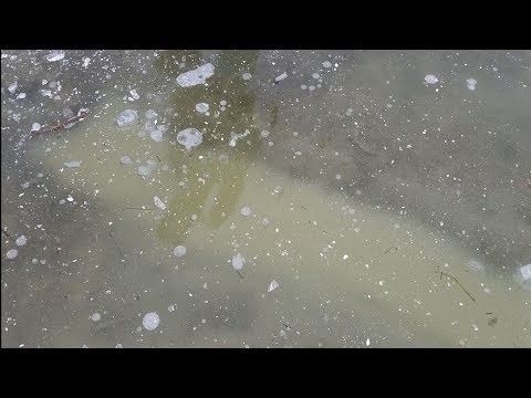 Видео: Отлов ондатры с Conibers в 2017 году