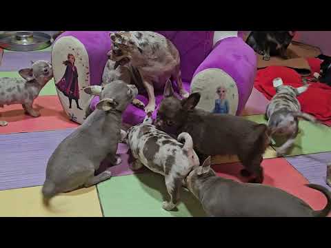 Видео: Щенки в окрасе мерль и другие ЗДОРОВЫЕ И САМЫЕ КРАСИВЫЕ из  питомника #чихуахуа #Кастропуло #Крым 