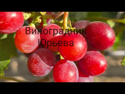 Видео: Обзор новинок кишмишей .ARRA ARD 35,Пандора,Мелони,Алмаз и др.новинки этого года