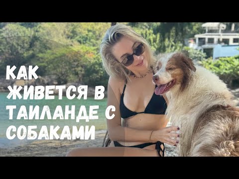 Видео: Переезд в Таиланд с собаками. Найти жилье с собакой на Пхукете, жара и бродячие собаки