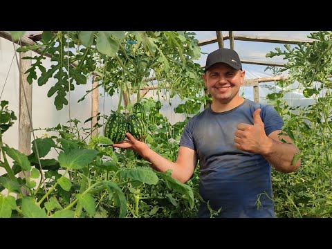 Видео: Мои первые арбузы и дыни.