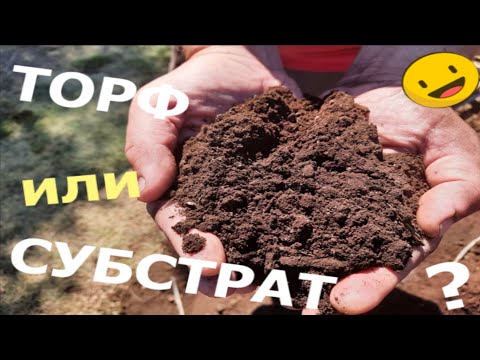 Видео: Голубика. Торф или субстрат?