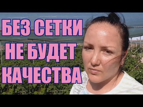 Видео: Роль притеняющей сетки при выращивании малины и ежевики