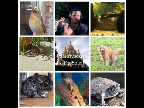 Видео: Французский язык с Du Soleil. Урок 9. Счет 11-20. Домашние животные.