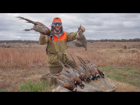 Видео: Моя первая охота на фазана, перепела и кеклика за один день!