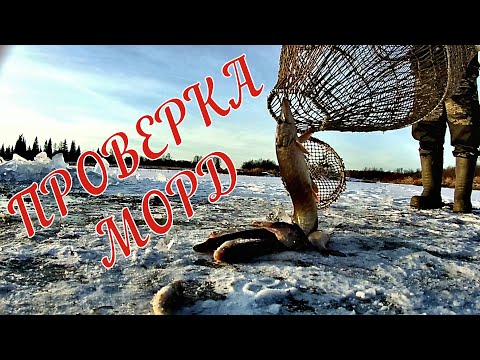 Видео: ЛОВИМ НА МОРДЫ / ЛОВЛЯ НА ЗАБЫТЫЕ СНАСТИ