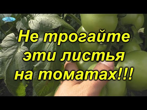 Видео: Никогда не удаляйте на томатах эти листья!!!