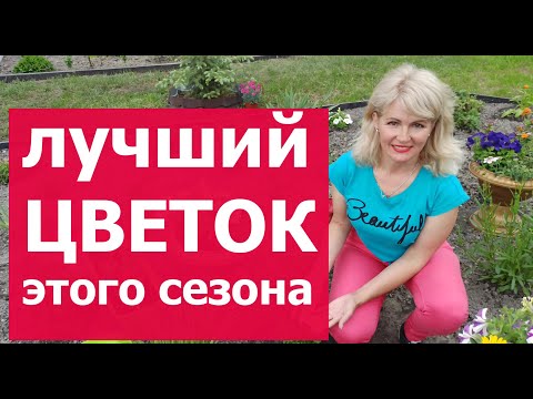 Видео: Цветок, который я буду сажать у себя на даче каждый сезон