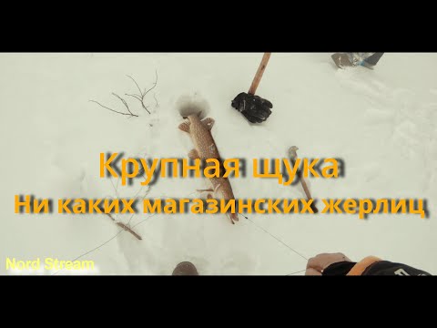 Видео: На озеро на мотособаке. Проверка жерлиц спустя 3 дня. Ловим окуня на неизвестном озере.