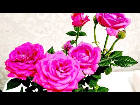 Видео: Менің гүлдерім әдемі әнді, әуенді жақсы көреді. Музыка: Зара - Мой Ласковый И Нежный Зверь.
