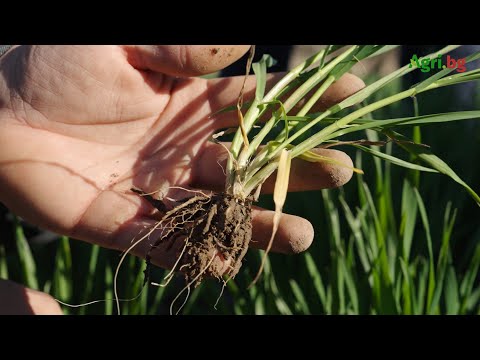 Видео: С орането се губят между 60 и 80 л/кв. метър влага от почвата