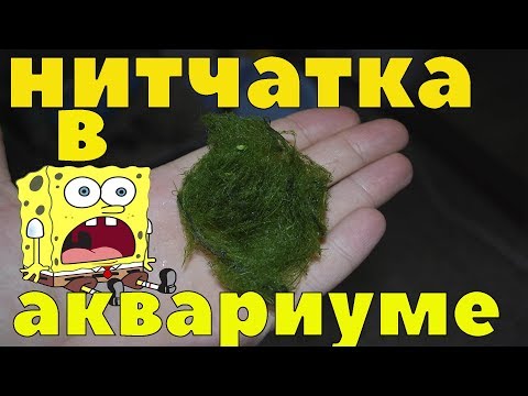 Видео: Нитчатка в аквариуме причины как бороться, как избавиться