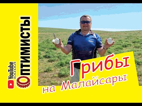 Видео: Сбор грибов. Белый степной гриб (Королевская вешенка)
