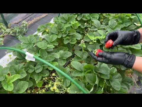 Видео: Земклуника Кокинская отборная