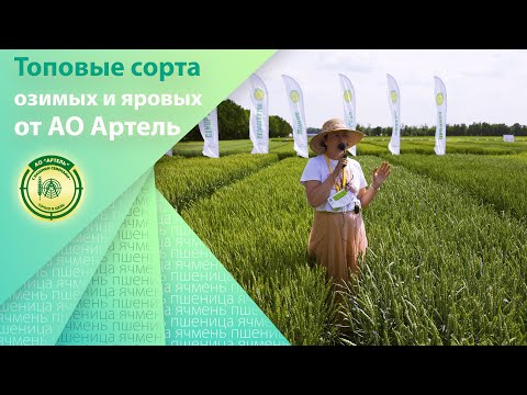 Видео: Сорта Озимой и Яровой пшеницы и ячменя. Качество от АО Артель