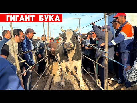 Видео: ХОРАЗМ МОЛ БОЗОРИ ГИГАНТ БУКАЛАР !!! БОЗОР ТУ́ЛДИ БУГУН 15-СЕНТАБР 2024 ХОРАЗМ БОЗОР