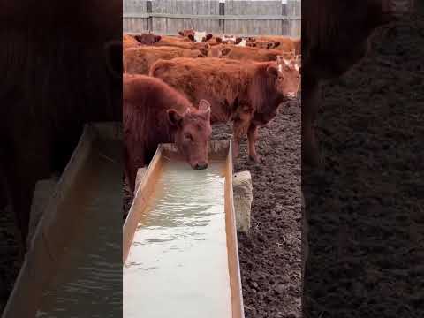 Видео: Откорм телок 2023г. КФХ «Ойрат»