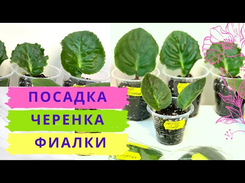 Видео: Как посадить лист фиалки ! Укоренение фиалок легко и просто