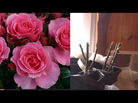 Видео: Розы из питомника Марии Харченко
