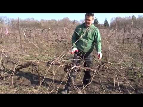 Видео: Обрезка запущенного куста. Хисамутдинов АФ, 2019