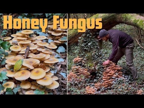 Видео: Идентификация опёнка опенка (Armillaria mellea) – съедобные лесные грибы