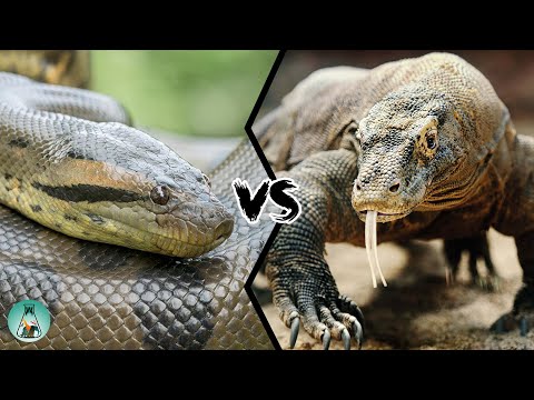 Видео: АНАКОНДА ПРОТИВ КОМОДСКОГО ВАРАНА — Кто победит?