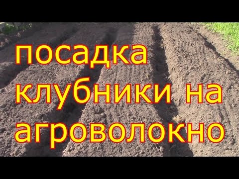 Видео: посадка клубники на агроволокно