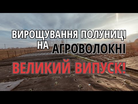 Видео: Мій досвід вирощування ПОЛУНИЦІ на АГРОВОЛОКНІ 2014-2023/Чорне агроволокно для полуниці