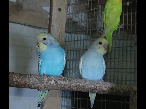 Видео: Эксперименты с Волнистыми Попугаями продолжаются.