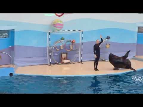 Видео: Дельфинарий часть 1🐬🦭