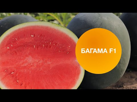 Видео: БАГАМА F1 | Овощная Усадьба