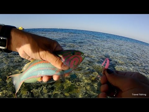 Видео: Рыбалка в Хургаде с берега часть 2 / Rock fishing in Hurgada from the coast part 2