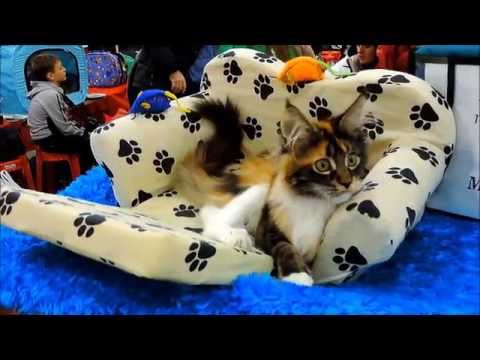 Видео: ROYAL CANIN . Выставка кошек GRAND - PRIX .
