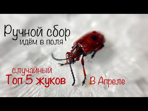 Видео: Так вот как их ловить ! Методы охоты на Жуков РУЧНОЙ СБОР.